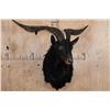 Image 2 : BLACK HAWAIIAN SHEEP Shoulder Mount