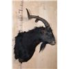 Image 3 : BLACK HAWAIIAN SHEEP Shoulder Mount