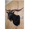 Image 4 : BLACK HAWAIIAN SHEEP Shoulder Mount