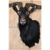 Image 5 : BLACK HAWAIIAN SHEEP Shoulder Mount