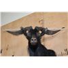 Image 6 : BLACK HAWAIIAN SHEEP Shoulder Mount