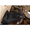 Image 7 : BLACK HAWAIIAN SHEEP Shoulder Mount