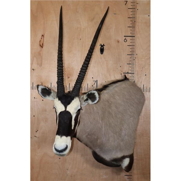 GEMSBOK Wall Pedestal Mount