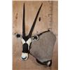 Image 1 : GEMSBOK Wall Pedestal Mount