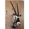 Image 2 : GEMSBOK Wall Pedestal Mount