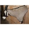 Image 4 : GEMSBOK Wall Pedestal Mount
