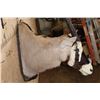 Image 7 : GEMSBOK Wall Pedestal Mount