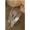Image 10 : *TEXAS RESIDENTS ONLY* Life-sized JAGUAR on a Hollow Log Base