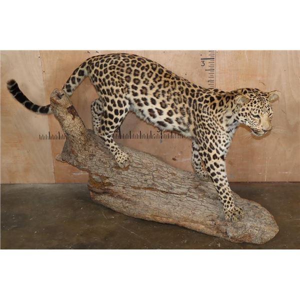 *TEXAS RESIDENTS ONLY* Life-sized JAGUAR on a Hollow Log Base