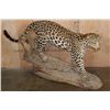 Image 1 : *TEXAS RESIDENTS ONLY* Life-sized JAGUAR on a Hollow Log Base