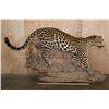 Image 2 : *TEXAS RESIDENTS ONLY* Life-sized JAGUAR on a Hollow Log Base