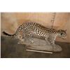 Image 3 : *TEXAS RESIDENTS ONLY* Life-sized JAGUAR on a Hollow Log Base