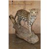 Image 4 : *TEXAS RESIDENTS ONLY* Life-sized JAGUAR on a Hollow Log Base