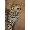 Image 5 : *TEXAS RESIDENTS ONLY* Life-sized JAGUAR on a Hollow Log Base