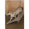 Image 6 : *TEXAS RESIDENTS ONLY* Life-sized JAGUAR on a Hollow Log Base