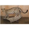 Image 7 : *TEXAS RESIDENTS ONLY* Life-sized JAGUAR on a Hollow Log Base