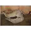 Image 8 : *TEXAS RESIDENTS ONLY* Life-sized JAGUAR on a Hollow Log Base