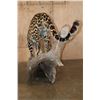 Image 9 : *TEXAS RESIDENTS ONLY* Life-sized JAGUAR on a Hollow Log Base
