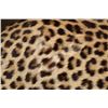Image 10 : *TEXAS RESIDENTS ONLY* Big Life-sized LEOPARD on a Lightweight Log Base