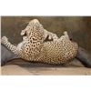 Image 11 : *TEXAS RESIDENTS ONLY* Big Life-sized LEOPARD on a Lightweight Log Base