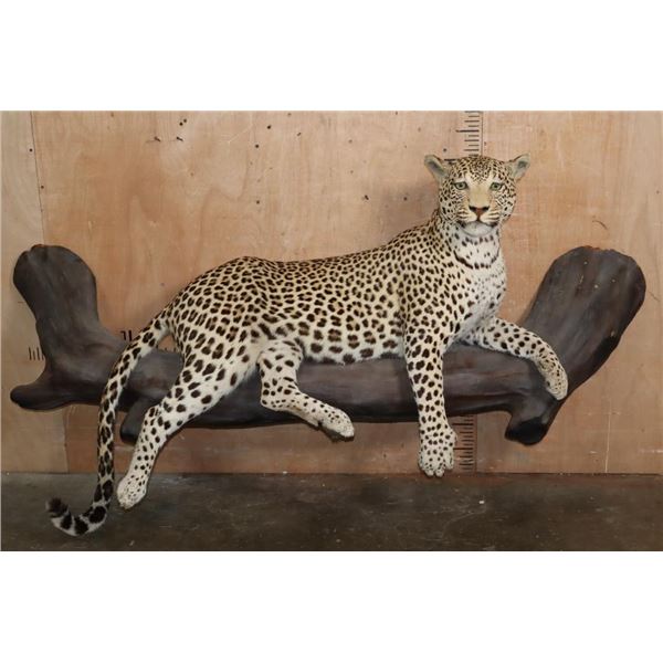 *TEXAS RESIDENTS ONLY* Big Life-sized LEOPARD on a Lightweight Log Base