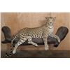 Image 1 : *TEXAS RESIDENTS ONLY* Big Life-sized LEOPARD on a Lightweight Log Base