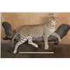 Image 2 : *TEXAS RESIDENTS ONLY* Big Life-sized LEOPARD on a Lightweight Log Base