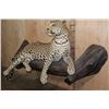 Image 3 : *TEXAS RESIDENTS ONLY* Big Life-sized LEOPARD on a Lightweight Log Base