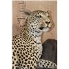 Image 5 : *TEXAS RESIDENTS ONLY* Big Life-sized LEOPARD on a Lightweight Log Base