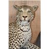 Image 6 : *TEXAS RESIDENTS ONLY* Big Life-sized LEOPARD on a Lightweight Log Base