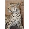 Image 7 : *TEXAS RESIDENTS ONLY* Big Life-sized LEOPARD on a Lightweight Log Base