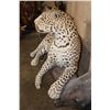 Image 8 : *TEXAS RESIDENTS ONLY* Big Life-sized LEOPARD on a Lightweight Log Base
