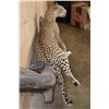 Image 9 : *TEXAS RESIDENTS ONLY* Big Life-sized LEOPARD on a Lightweight Log Base