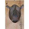 Image 2 : *TEXAS RESIDENTS ONLY* Real Skin BLACK RHINOCEROS Shoulder Mount with Reproduction Horns