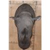Image 3 : *TEXAS RESIDENTS ONLY* Real Skin BLACK RHINOCEROS Shoulder Mount with Reproduction Horns