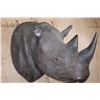 Image 4 : *TEXAS RESIDENTS ONLY* Real Skin BLACK RHINOCEROS Shoulder Mount with Reproduction Horns