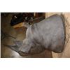 Image 7 : *TEXAS RESIDENTS ONLY* Real Skin BLACK RHINOCEROS Shoulder Mount with Reproduction Horns