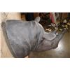 Image 8 : *TEXAS RESIDENTS ONLY* Real Skin BLACK RHINOCEROS Shoulder Mount with Reproduction Horns