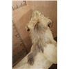 Image 10 : *TEXAS RESIDENTS ONLY* Life-sized AFRICAN LION on a Decorative Base with Wheels