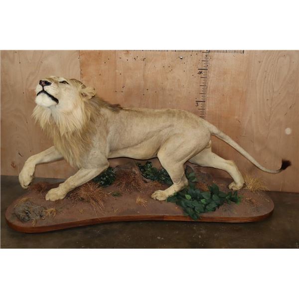 *TEXAS RESIDENTS ONLY* Life-sized AFRICAN LION on a Decorative Base with Wheels
