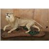Image 1 : *TEXAS RESIDENTS ONLY* Life-sized AFRICAN LION on a Decorative Base with Wheels