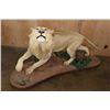 Image 2 : *TEXAS RESIDENTS ONLY* Life-sized AFRICAN LION on a Decorative Base with Wheels