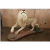 Image 3 : *TEXAS RESIDENTS ONLY* Life-sized AFRICAN LION on a Decorative Base with Wheels