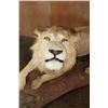 Image 4 : *TEXAS RESIDENTS ONLY* Life-sized AFRICAN LION on a Decorative Base with Wheels
