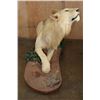 Image 5 : *TEXAS RESIDENTS ONLY* Life-sized AFRICAN LION on a Decorative Base with Wheels