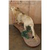 Image 6 : *TEXAS RESIDENTS ONLY* Life-sized AFRICAN LION on a Decorative Base with Wheels