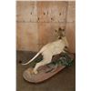 Image 7 : *TEXAS RESIDENTS ONLY* Life-sized AFRICAN LION on a Decorative Base with Wheels