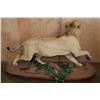 Image 8 : *TEXAS RESIDENTS ONLY* Life-sized AFRICAN LION on a Decorative Base with Wheels