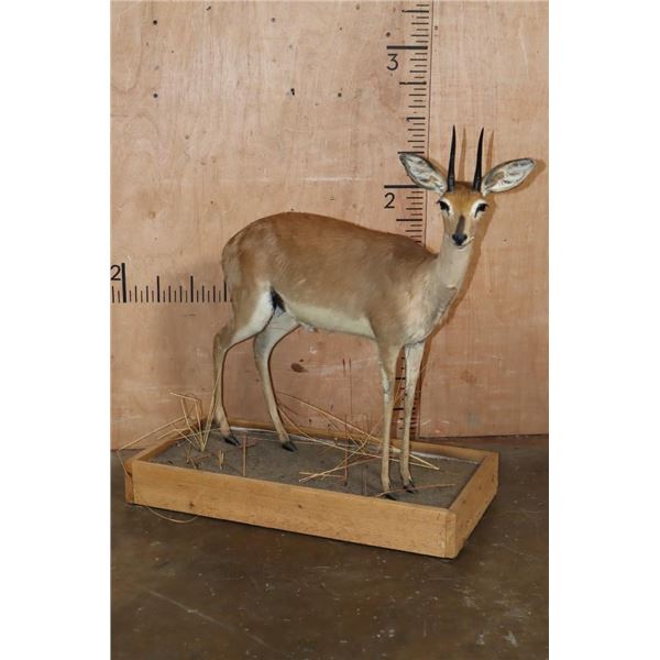 Big Life-sized STEENBOK on a Wood Base