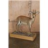 Image 1 : Big Life-sized STEENBOK on a Wood Base